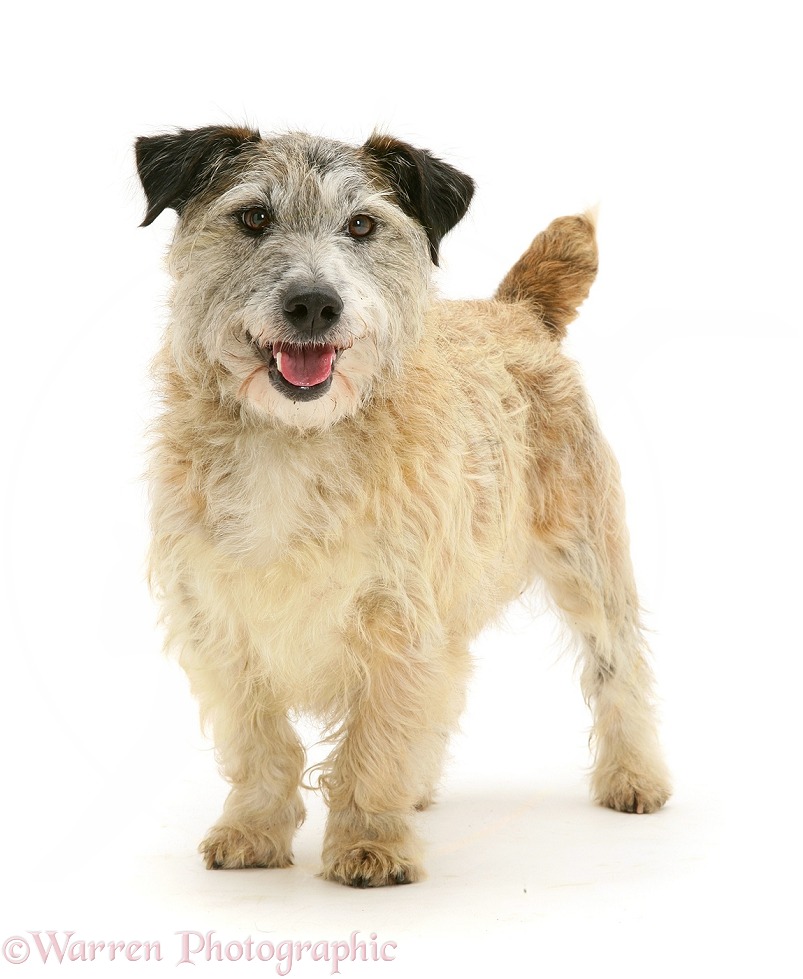 Patterdale x Jack Russell Terrier, Jorge, standing, white background