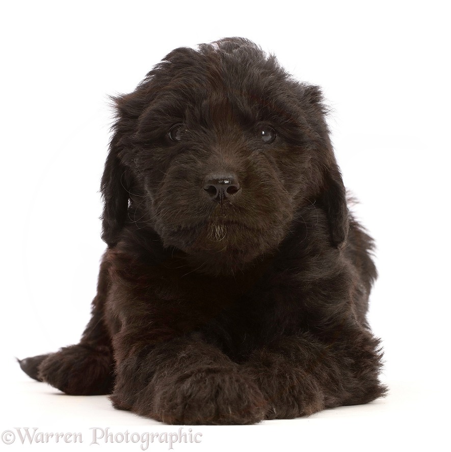 Black Labradoodle puppy, white background