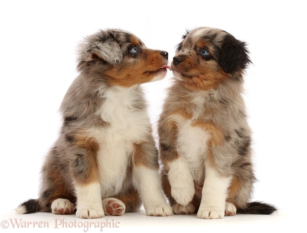 Mini American Shepherd puppies, 7 weeks old, white background