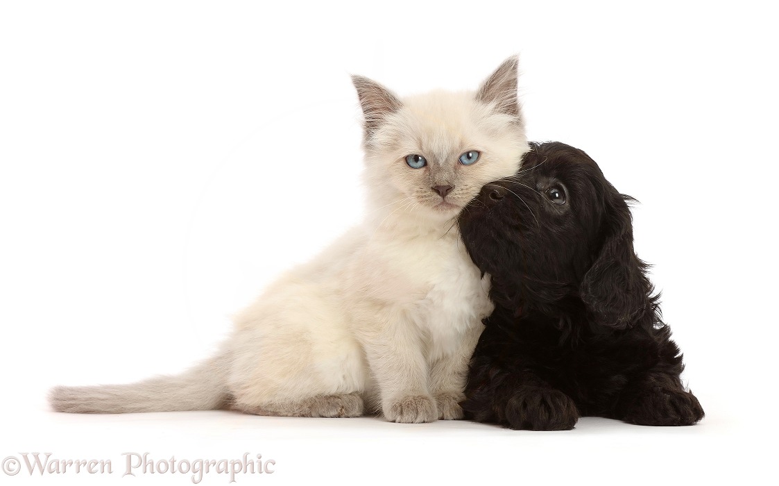 Black Cavapoo puppy, 7 weeks old, and Ragdoll cross kitten, 8 weeks old, white background