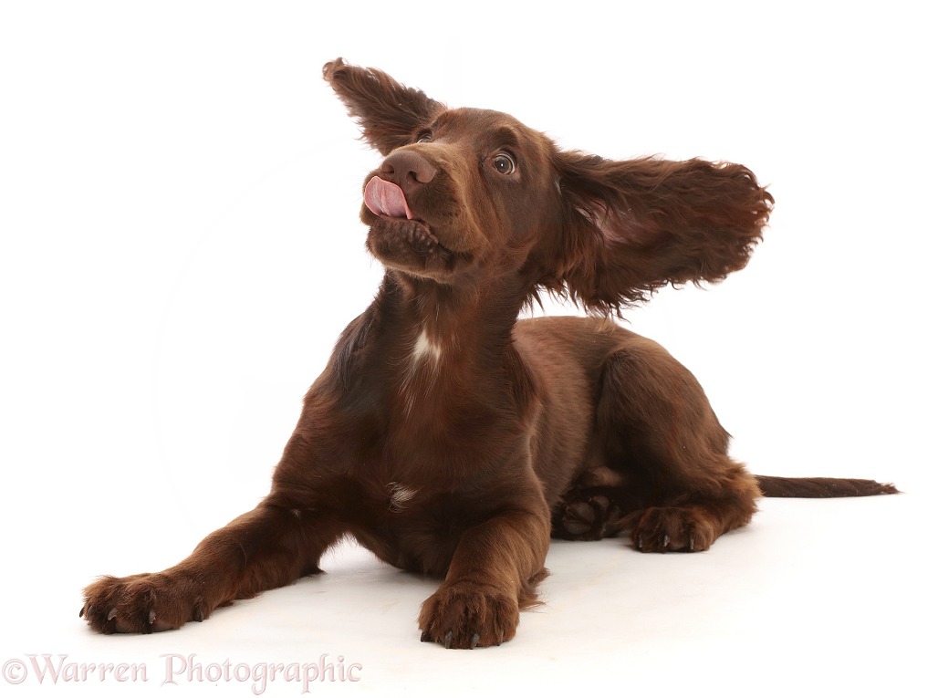 Chocolate working Cocker Spaniel puppy, 11 weeks old, ears flapping, white background