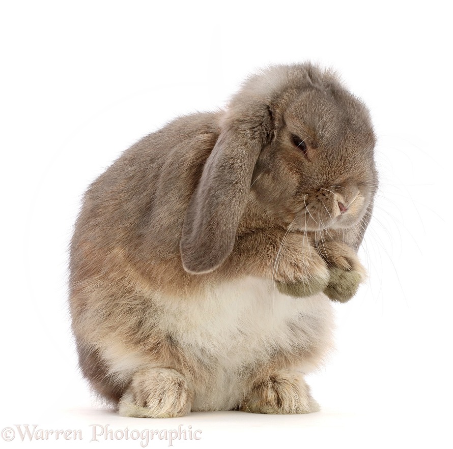 Grey Lop bunny grooming itself, white background