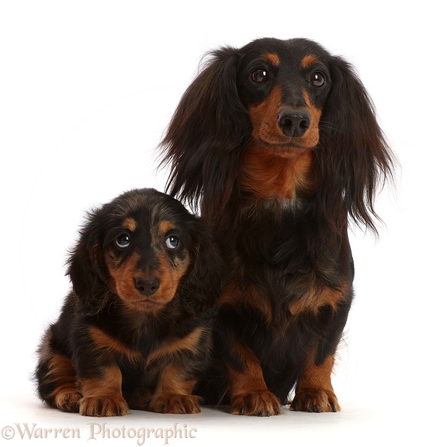 Long haired Dachshund bitch and puppy, 7 weeks old, white background