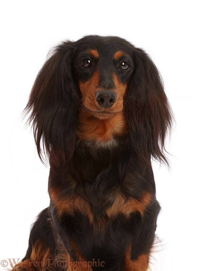 Long haired Dachshund bitch, white background