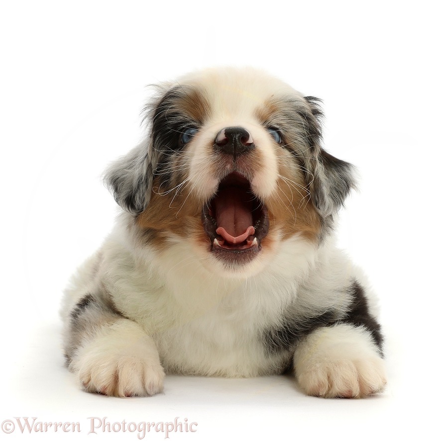 Mini American Shepherd puppy, 7 weeks old, yawning, white background