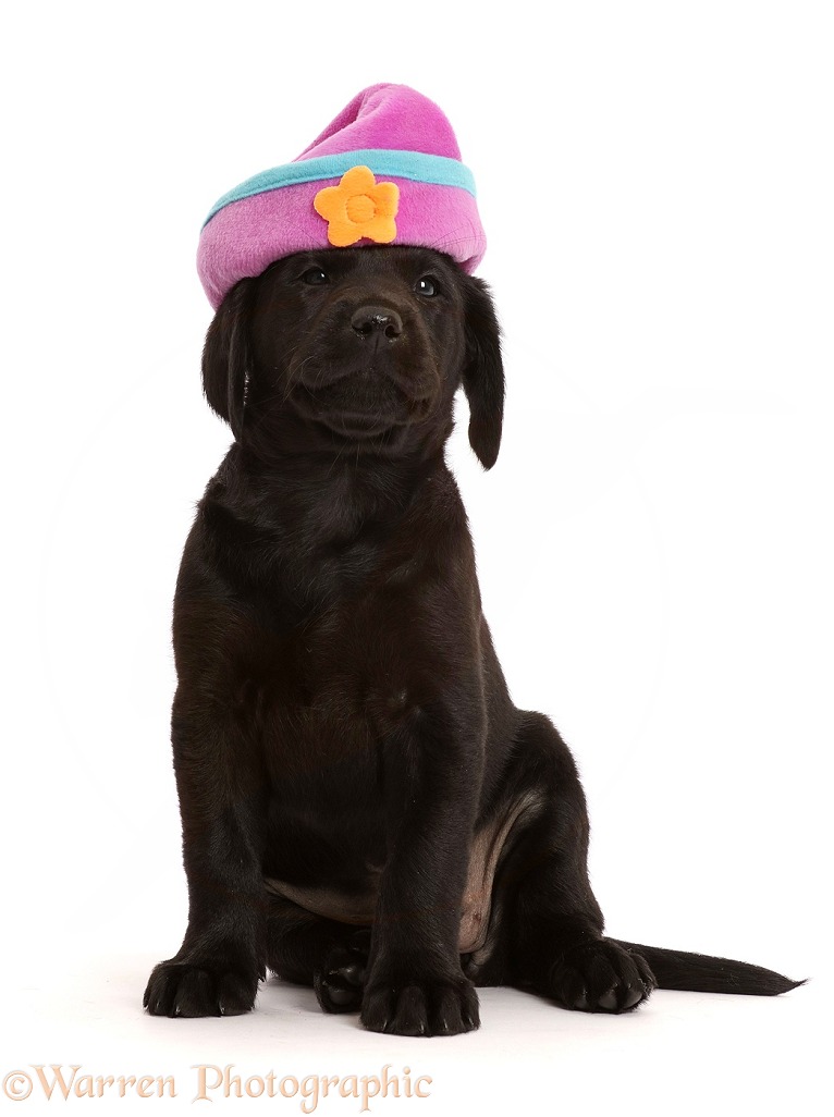 Black Labrador Retriever puppy with silly hat on, white background