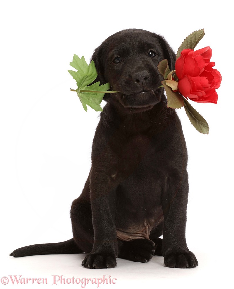 Black Labrador Retriever puppy, 6 weeks old, holding a rose, white background