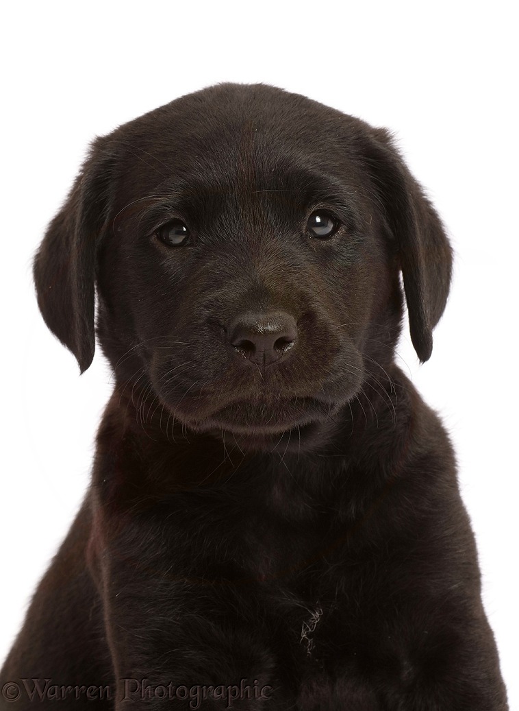 Black Labrador Retriever puppy, 6 weeks old, white background