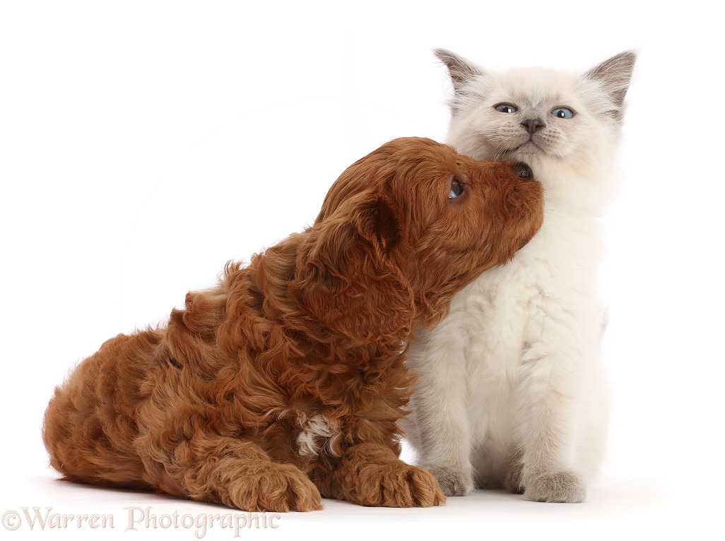 Red Cavapoo puppy, 7 weeks old, trying to kiss Ragdoll cross kitten, 8 weeks old, who looks most indignant, white background