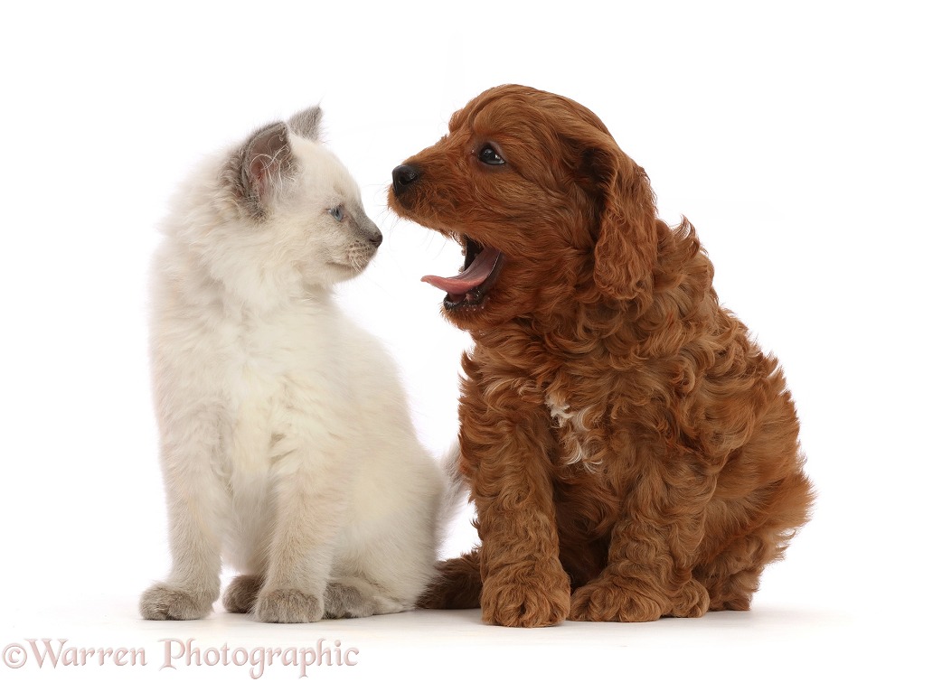Red Cavapoo puppy, 7 weeks old, yawning at Ragdoll cross kitten, 8 weeks old, white background