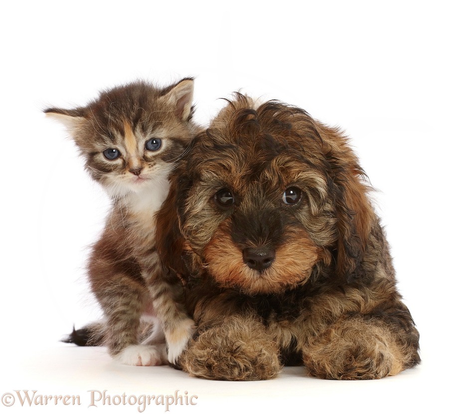 Tortie Tabby kitten, and matching Cavapoo puppy, white background