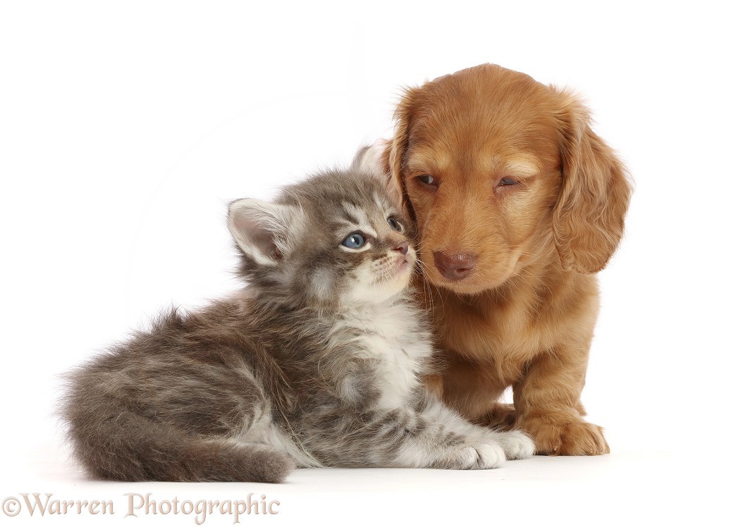 Cream Dachshund puppy and tabby kitten, white background