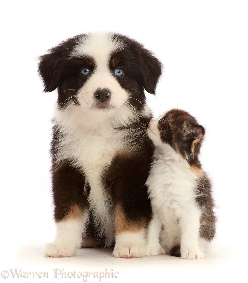 Tricolour Mini American Shepherd puppy and calico kitten, white background