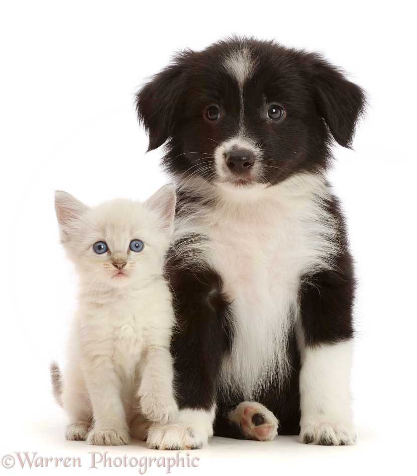 Black-and-white Mini American Shepherd puppy and kitten, white background