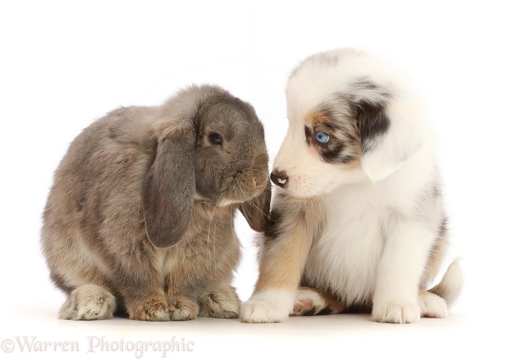 Merle Mini American Shepherd puppy and Lop bunny, white background
