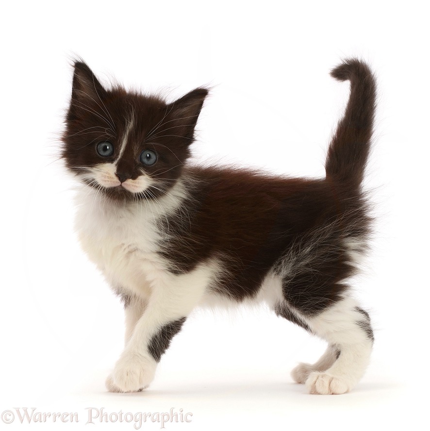 Black-and-white kitten standing, white background
