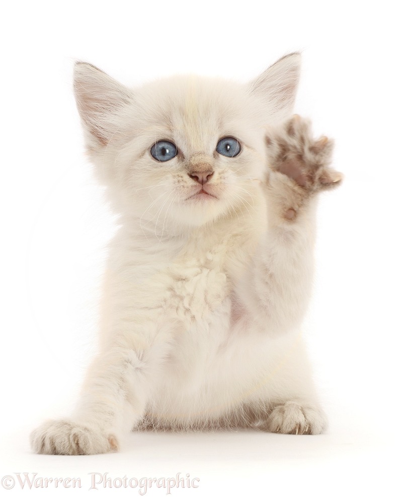 Colourpoint kitten waving a paw, white background