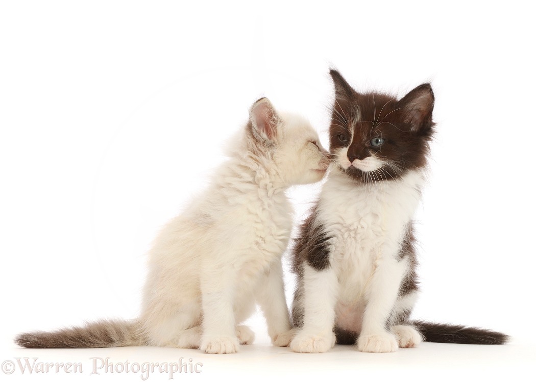 Black-and-white and colourpoint kittens, white background
