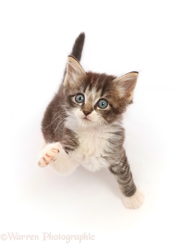 Tabby kitten, sitting looking up with raised paw, white background