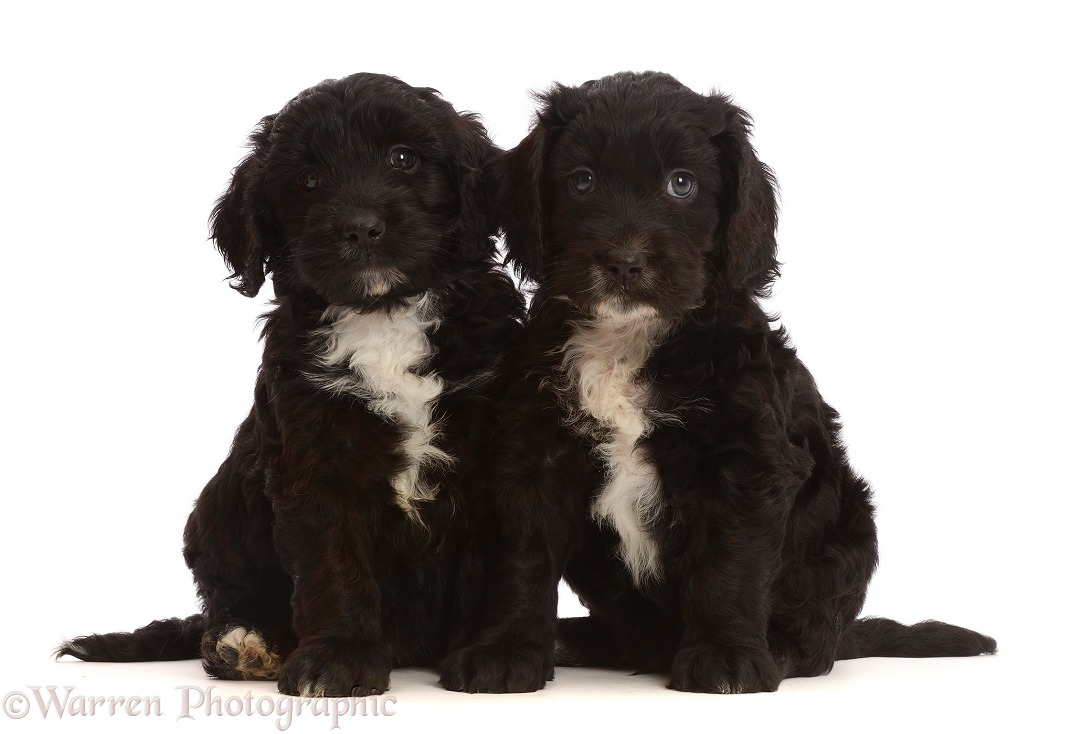 Black-and-white Sproodle puppies, white background