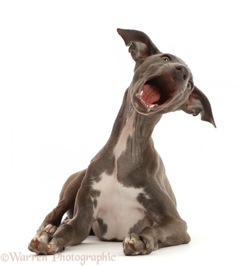 Blue Italian Greyhound puppy, 4 months old, mouth open, white background