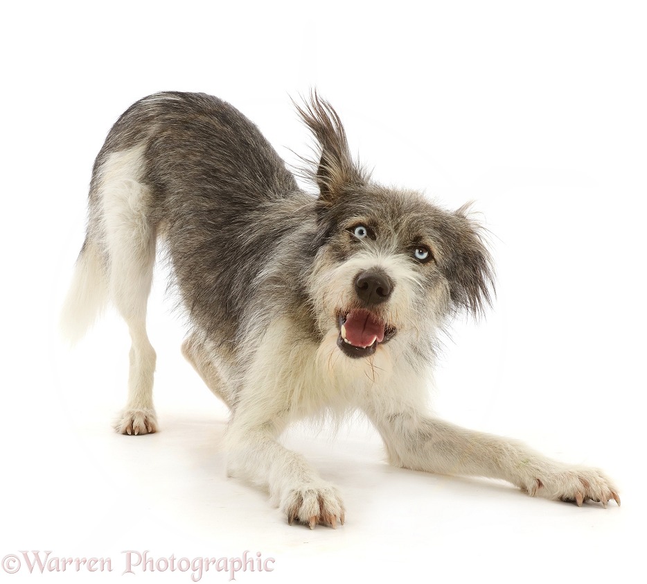 Romanian rescue dog, Polo, in play-bow, white background