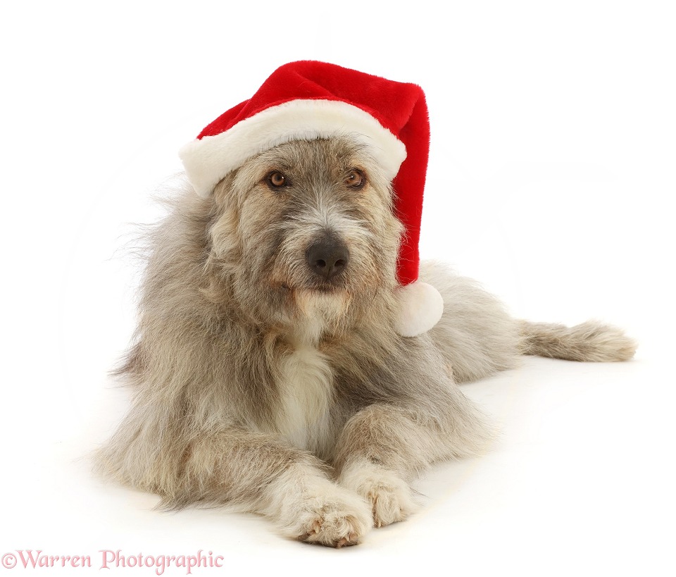 Romanian rescue dog, Kratu, wearing a Father Christmas hat, white background