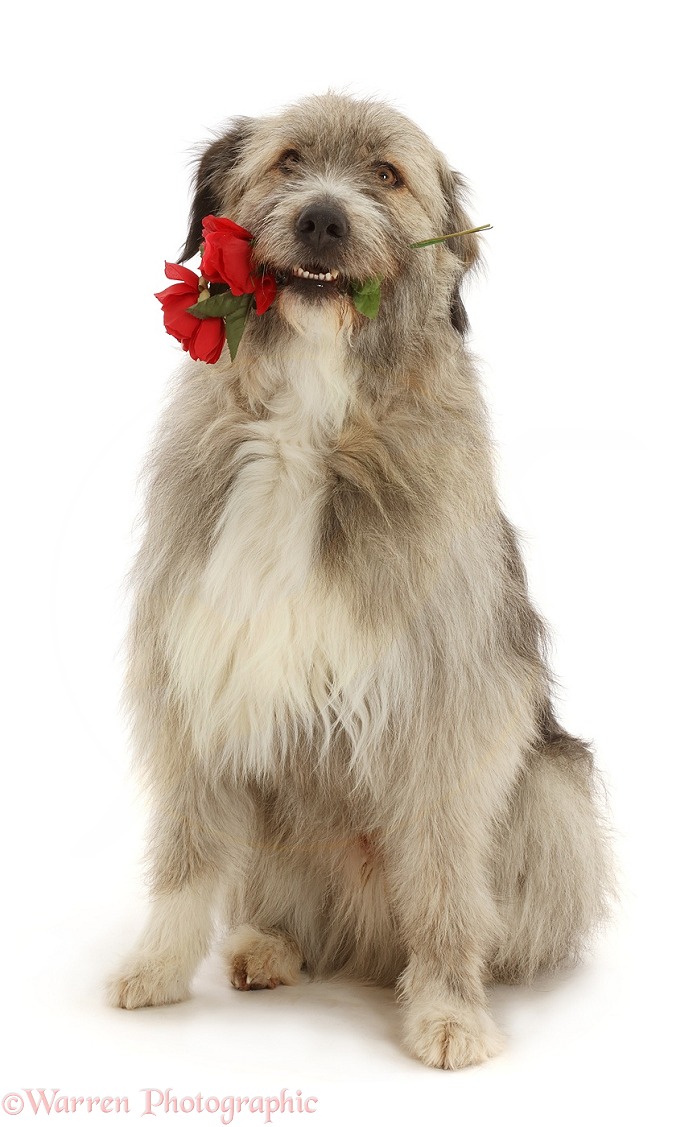 Romanian rescue dog, Kratu, holding red roses, white background