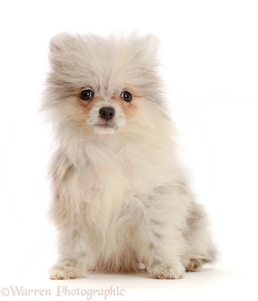 Pale Grey Pomeranian puppy, white background