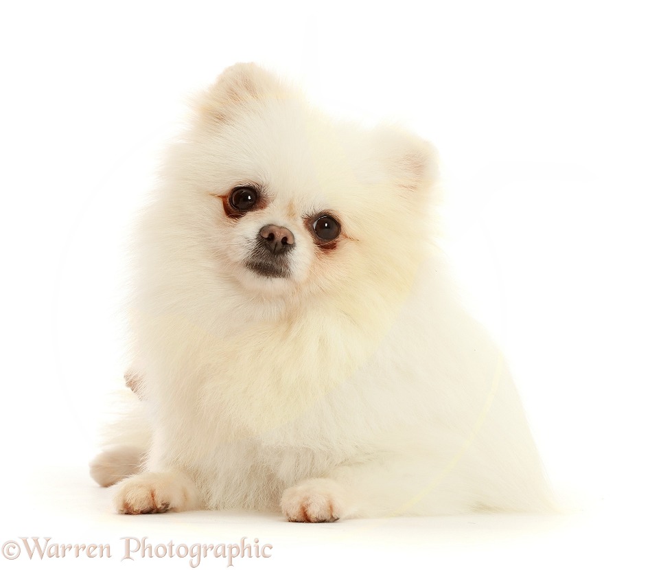 White Pomeranian, white background