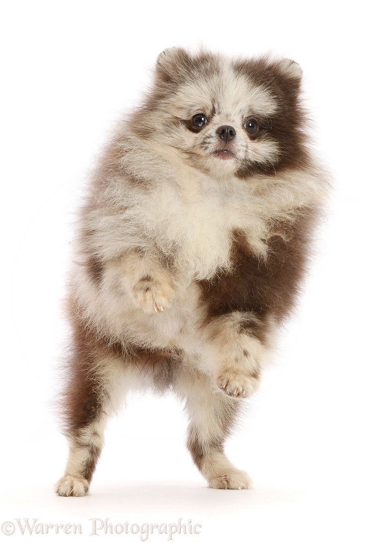 Merle Pomeranian puppy, jumping up, white background