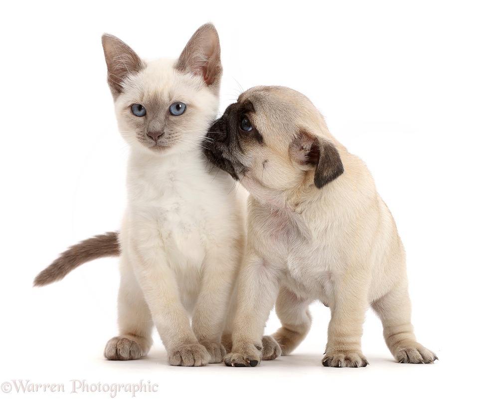 Blue-point Birman-cross kitten with Pug puppy, white background