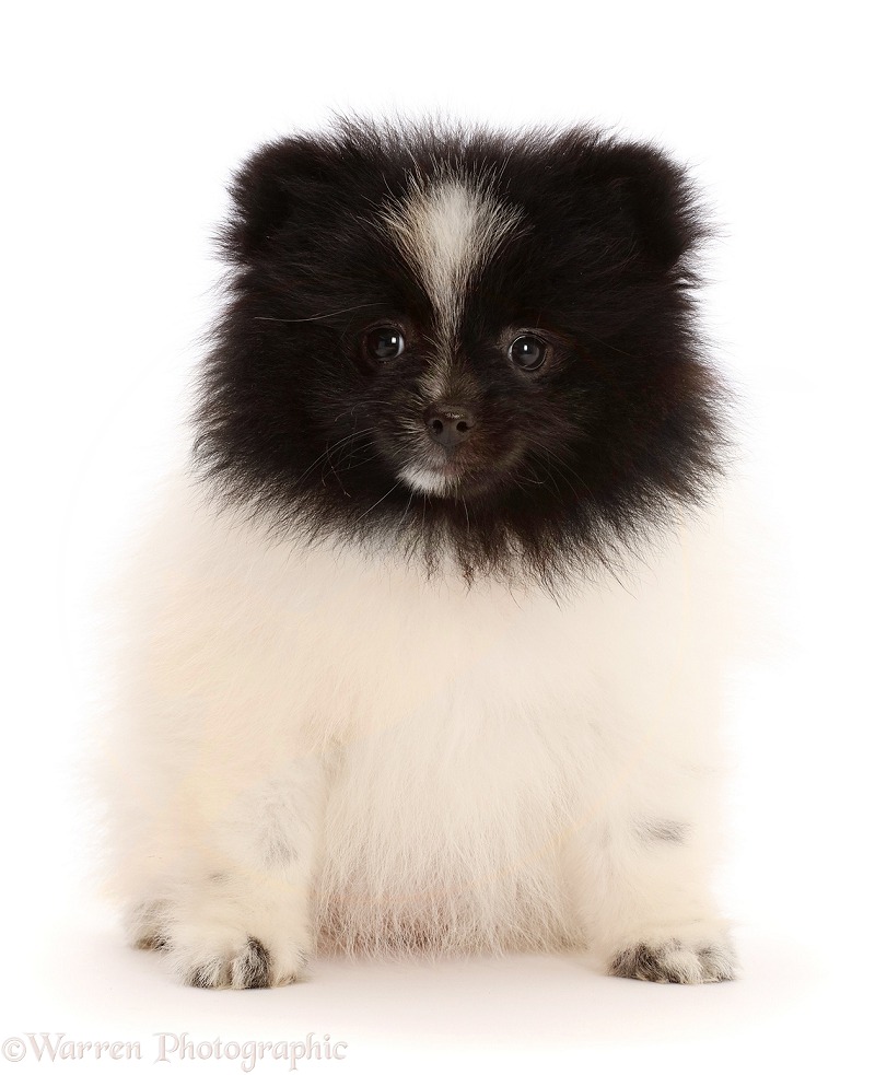 Black-and-white Parti Pomeranian puppy, 10 weeks old, white background