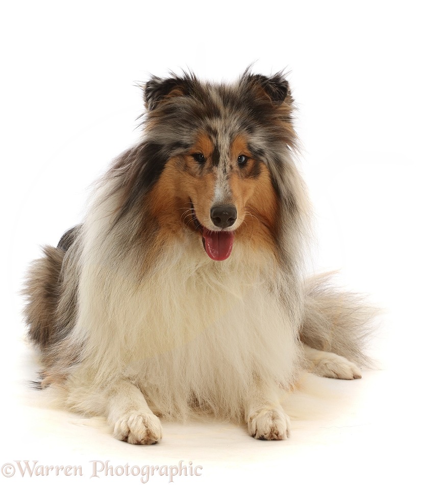 Rough Collie lying with head up, white background