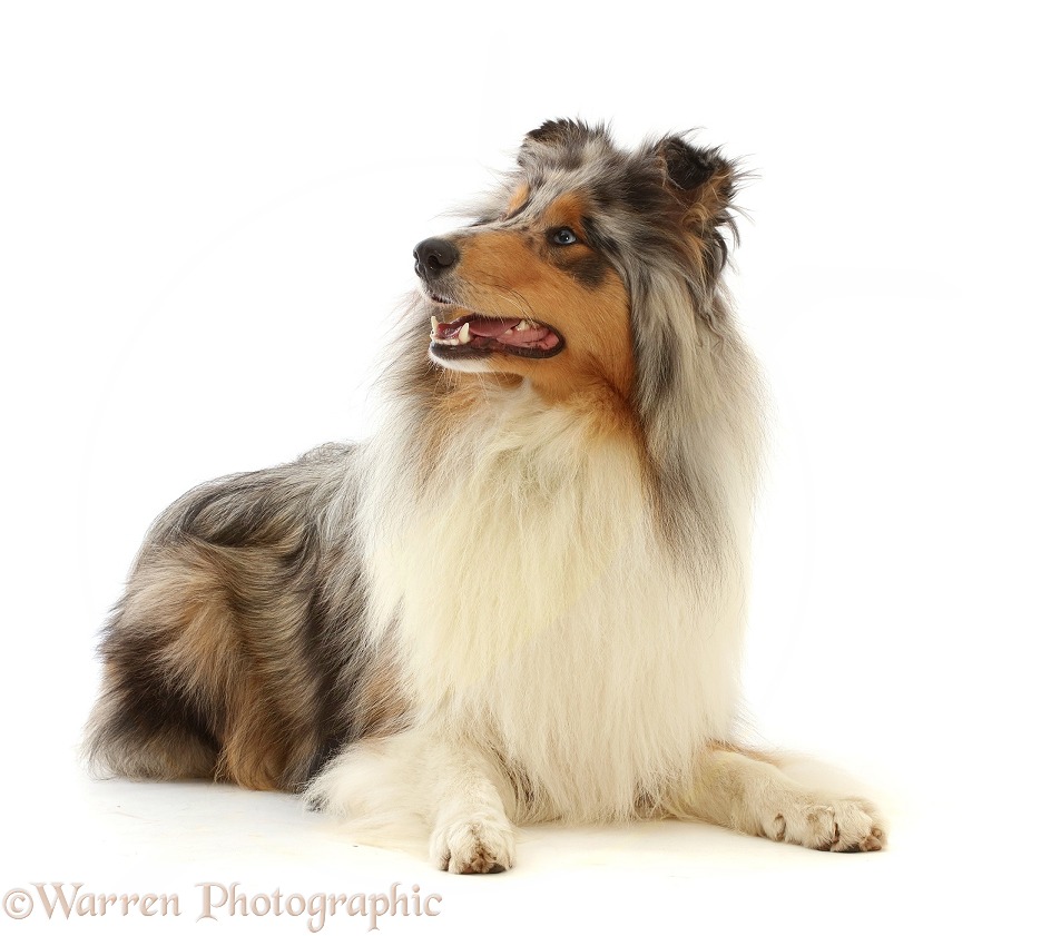 Rough Collie lying with head up, white background