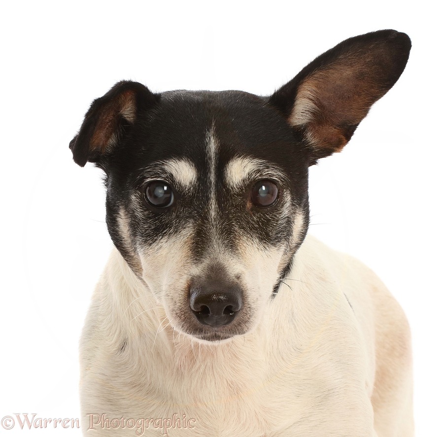 Elderly Jack Russell Terrier, 14 years old, white background