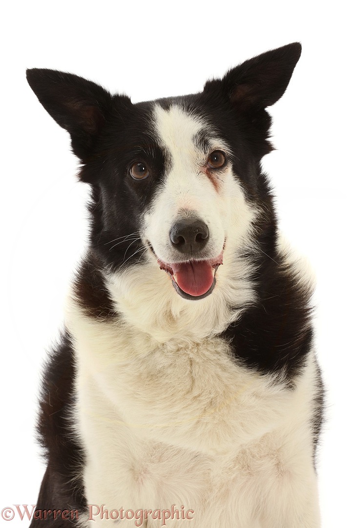 Black-and-white Border Collie x Lurcher, 10 years old, white background