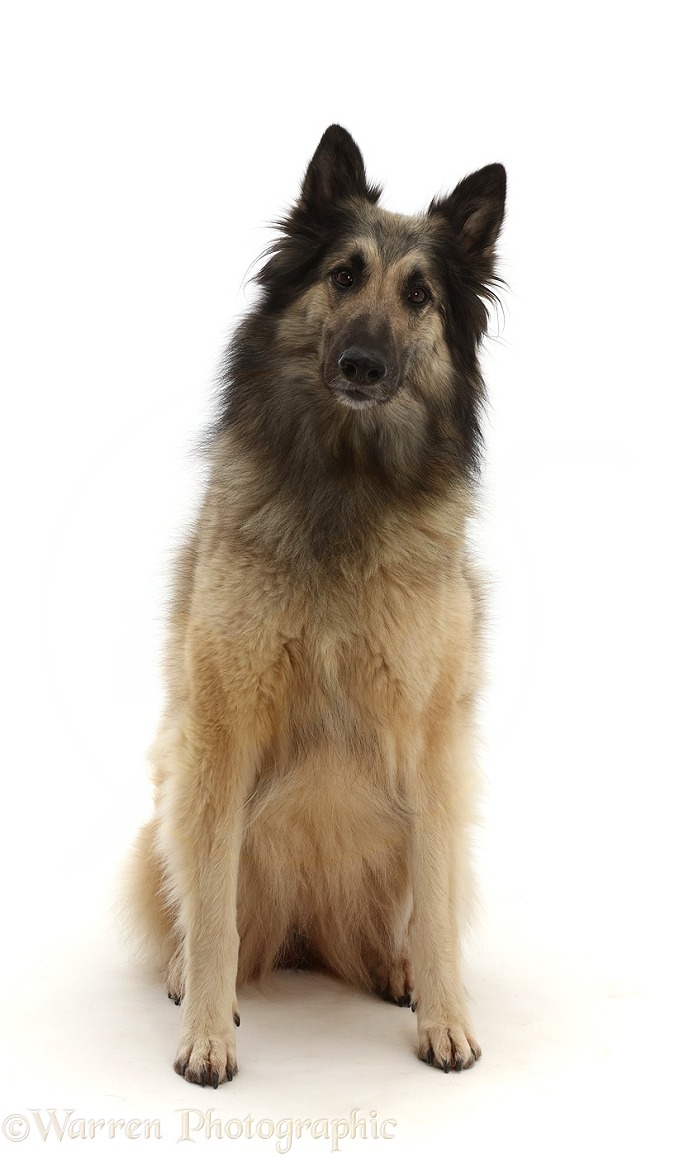 Belgian Shepherd Dog (Tervueren) bitch, Eskey, 4 years old. Colouring: Grey with dropped black mask, white background