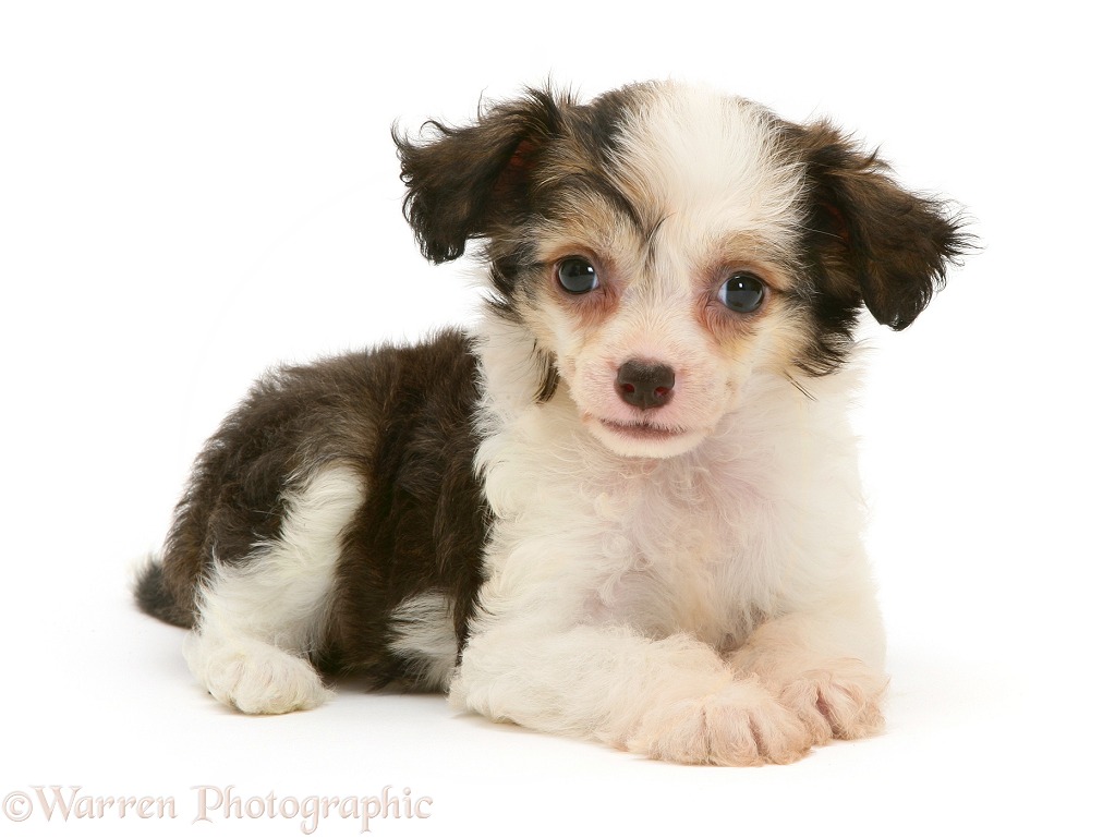 Chinese Crested puppy, white background