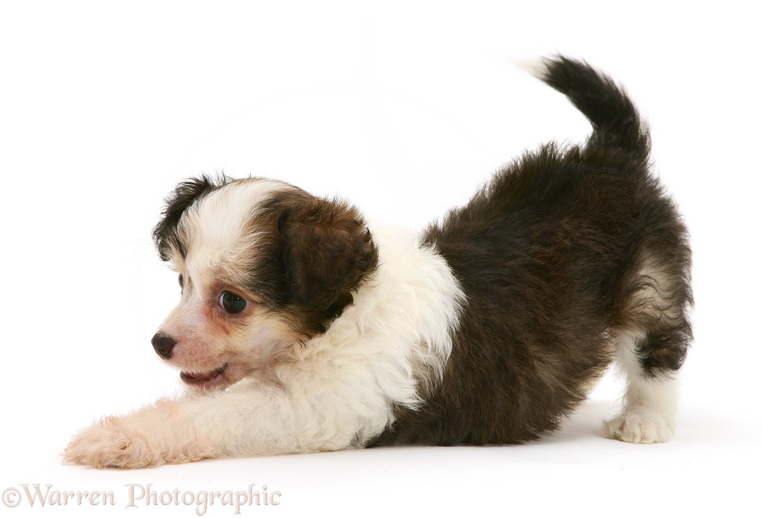 Chinese Crested puppy in play bow, white background