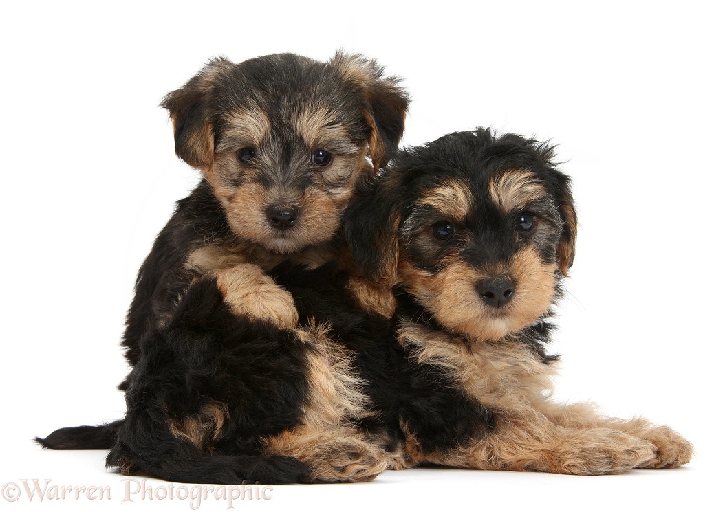 Yorkipoo pups, 7 weeks old, white background