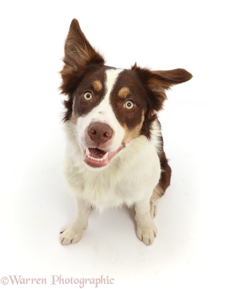 Chocolate tricolour Border Collie, 6 months old, sitting looking up, white background