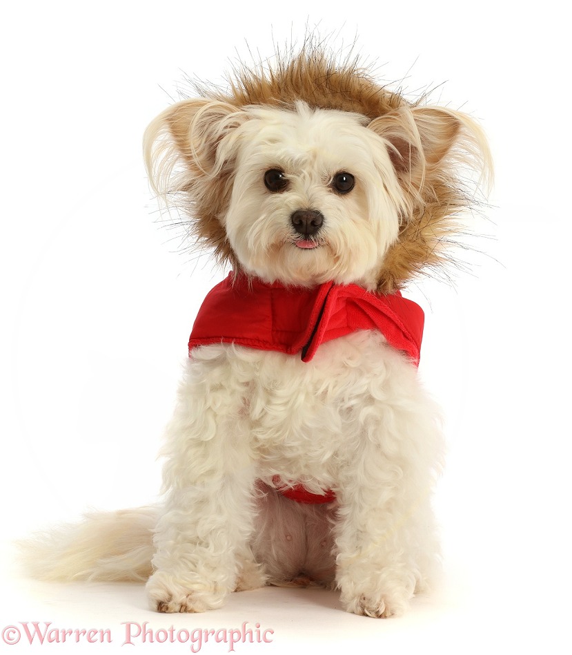 Pomapoo, Nala, wearing a fur lined red jacket, white background