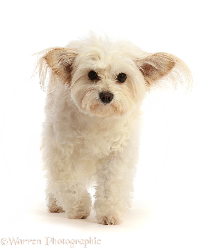 Pomapoo, Nala, white background