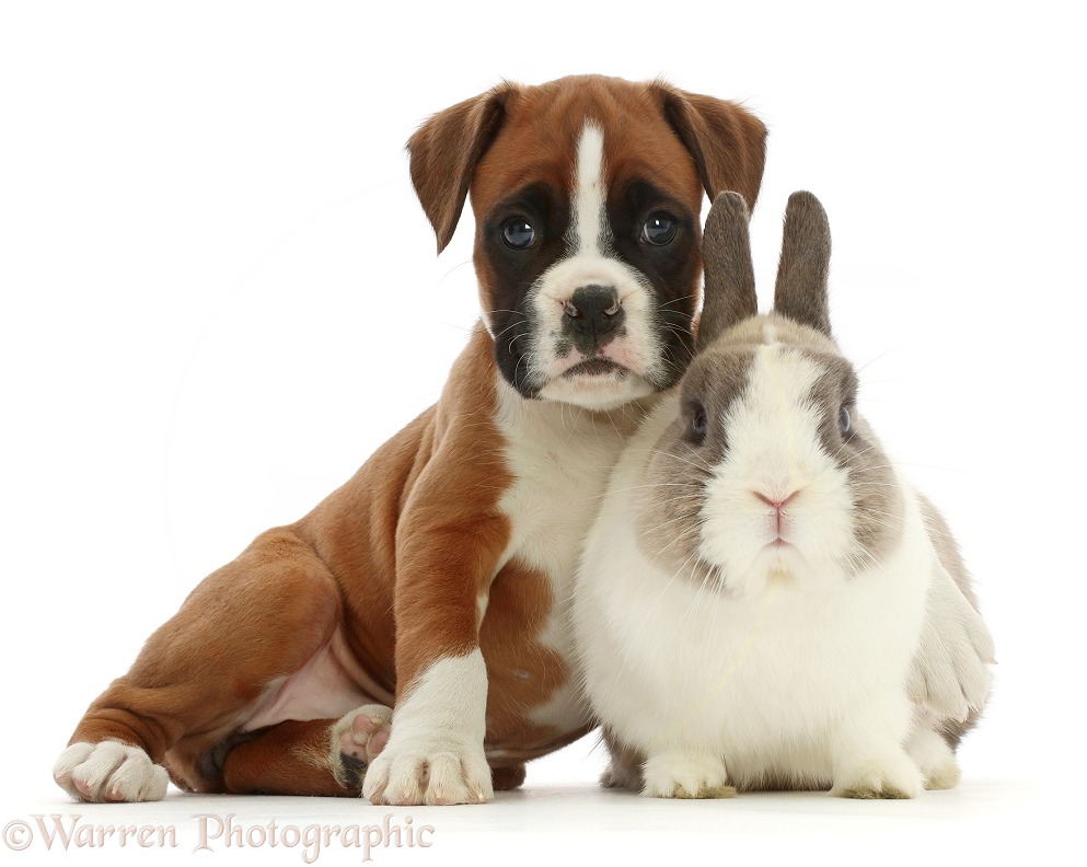 Boxer puppy and Netherland Dwarf rabbit, white background