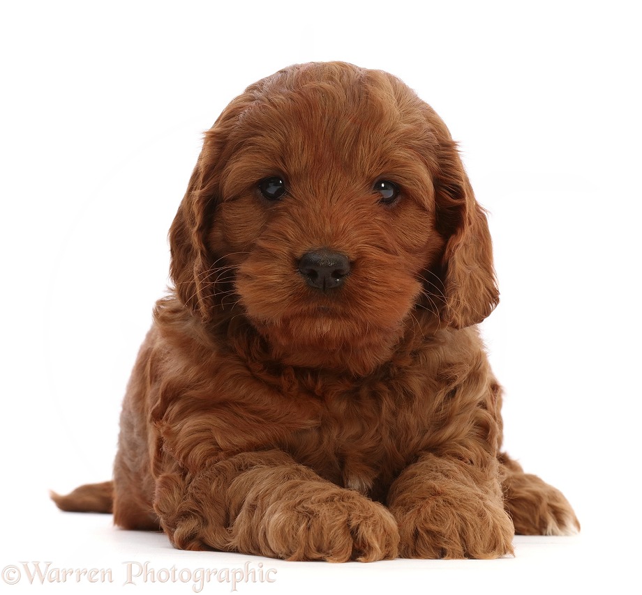 Red Cockapoo puppy, 6 weeks old, white background