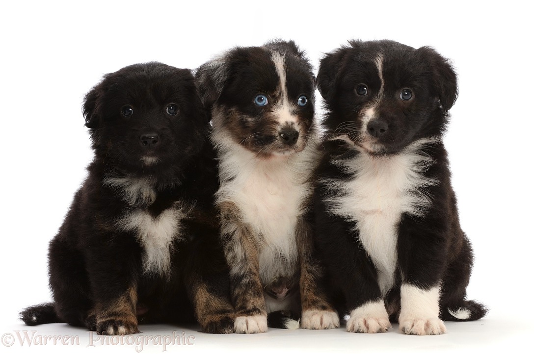 Three Mini American Shepherd puppies, sitting in a row, white background