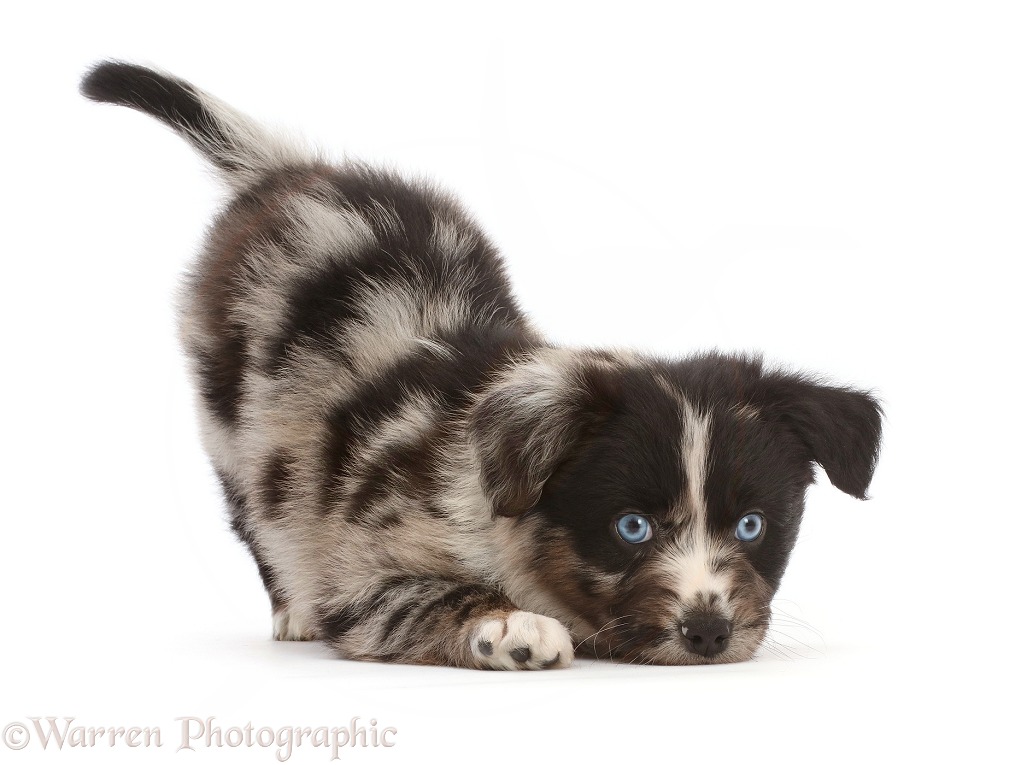 Playful Mini American Shepherd puppy, chin on floor, white background