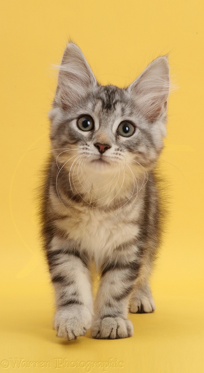 Silver tabby kitten, Freya, 10 weeks old, walking on yellow background