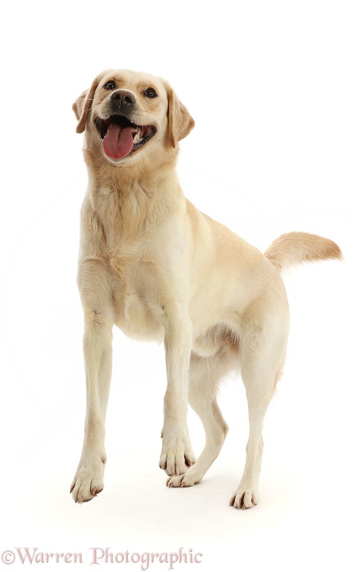 Yellow Goldidor Retriever dog, Bucky, 2 years old, playfully jumping up, white background